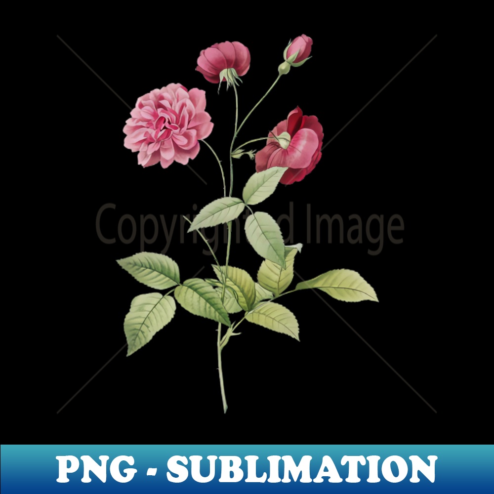 Vintage Vintage Blooming China Rose Botanical Illustration - Instant Sublimation Digital Download
