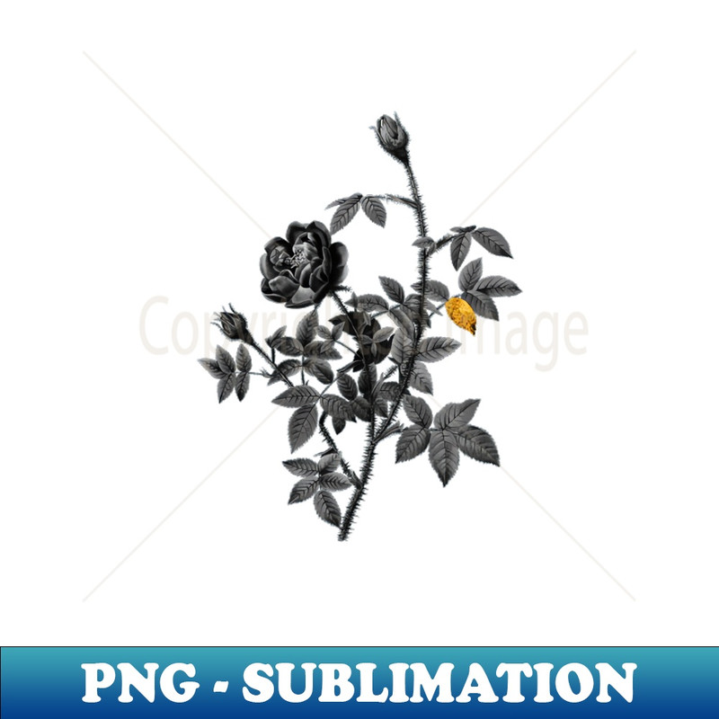 Black and Gold Leaf - Blooming Moss Rose - Vintage Botanical - High-Quality PNG Sublimation Download