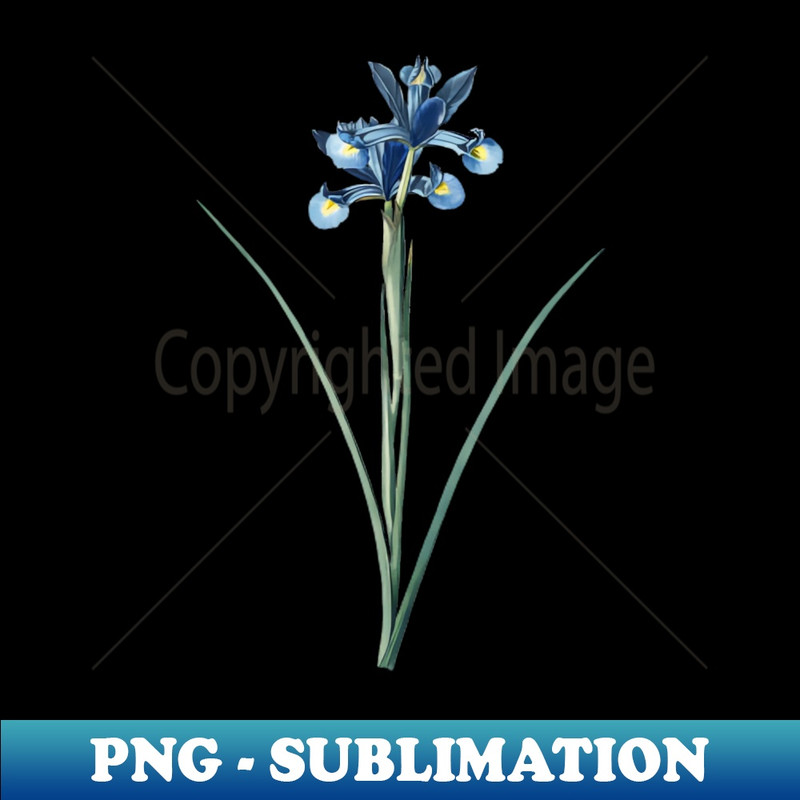 Vintage Spanish Iris Botanical Illustration - Trendy Sublimation Digital Download