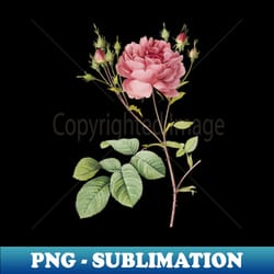vintage pink cumberland rose botanical illustration - trendy sublimation digital download