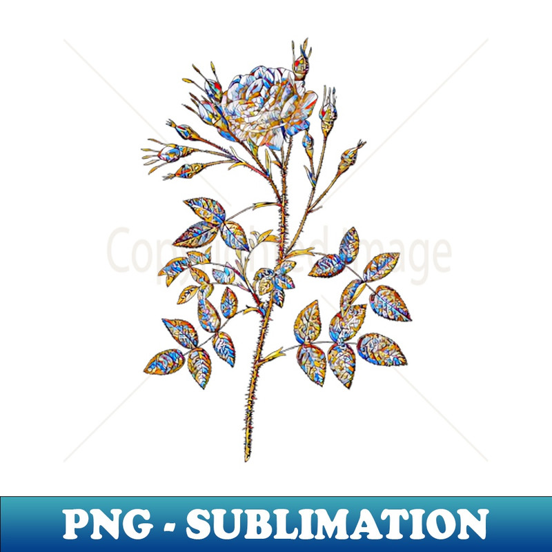 Stained Glass White Rose of Rosenberg Botanical Illustration - Retro PNG Sublimation Digital Download