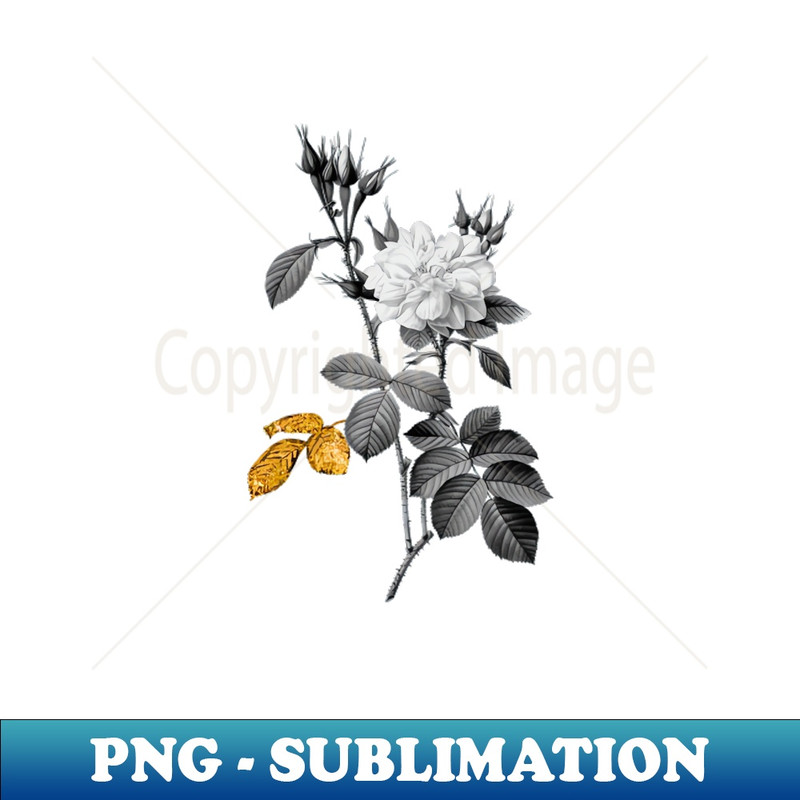 Black and Gold Leaf - Blooming Autumn Damask Rose - Vintage Botanical - Instant Sublimation Digital Download
