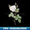 Vintage White Misty Rose Botanical Illustration - Aesthetic Sublimation Digital File