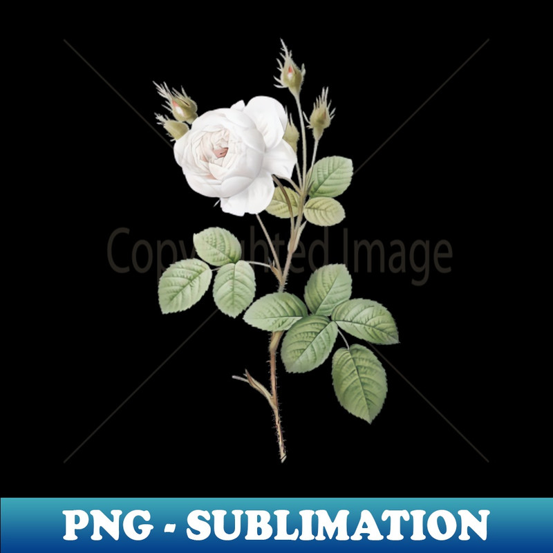 Vintage White Misty Rose Botanical Illustration - Aesthetic Sublimation Digital File