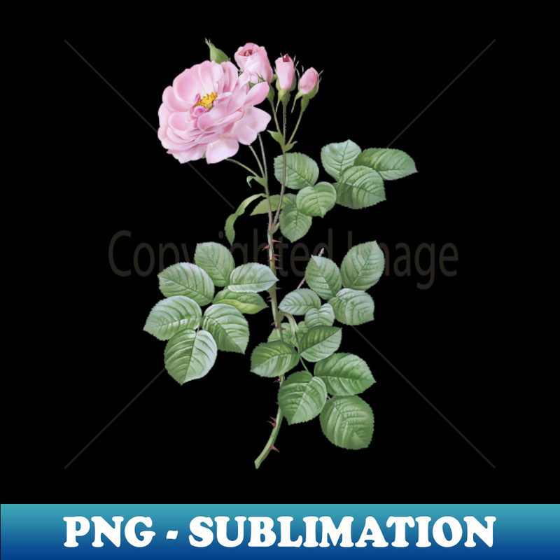 Vintage Blooming Damask Rose Botanical Illustration - Retro PNG Sublimation Digital Download