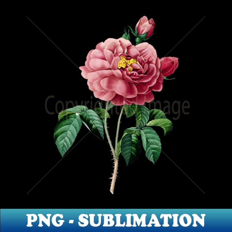 Vintage Gallic Rose Botanical Illustration - Professional Sublimation Digital Download
