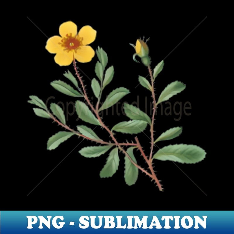 Vintage Sweetbriar Rose Botanical Illustration - Aesthetic Sublimation Digital File