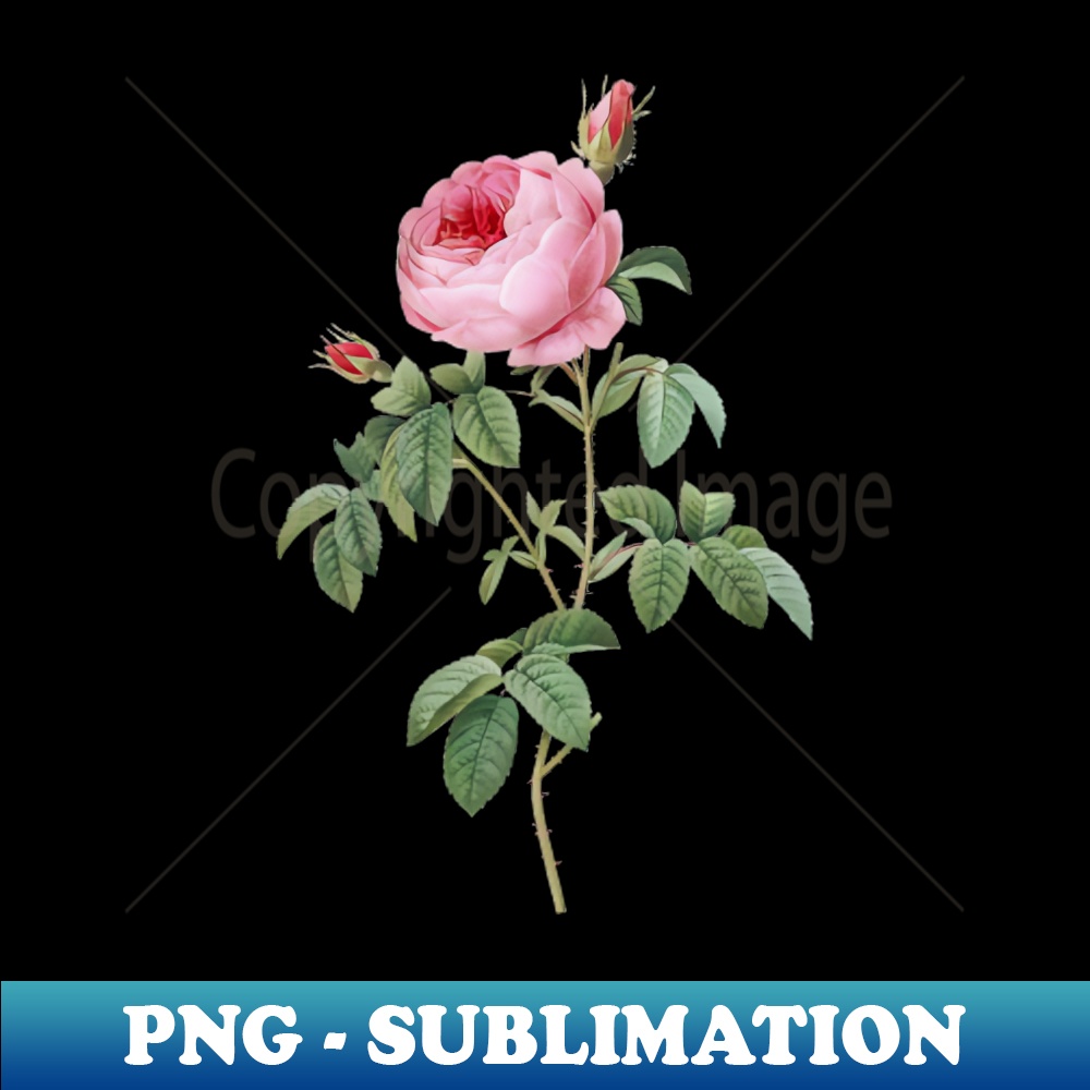 Vintage Provence Rose Bloom Botanical Illustration - Exclusive PNG Sublimation Download