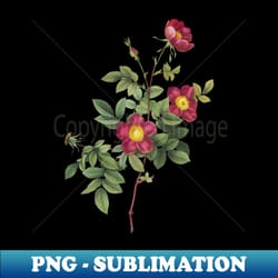 vintage blooming alpine rose botanical illustration - png transparent sublimation file