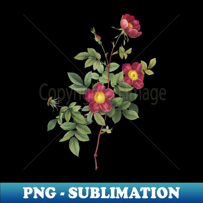 Vintage Blooming Alpine Rose Botanical Illustration - PNG Transparent Sublimation File