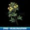 Vintage Argentine Senna Botanical Illustration - Decorative Sublimation PNG File
