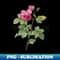Vintage Pink Bourbon Roses Botanical Illustration - Professional Sublimation Digital Download