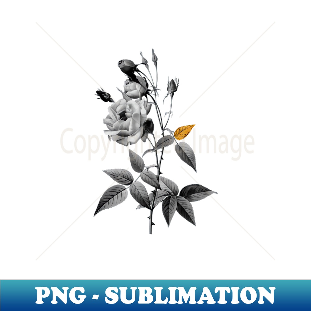 Black and Gold Leaf - Common Rose of India - Vintage Botanical - Artistic Sublimation Digital File