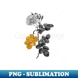 black and gold leaf - blooming damask rose - vintage botanical