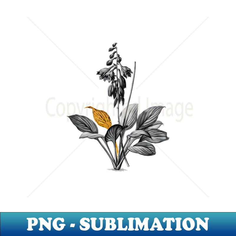 Black and Gold Leaf - Daylily - Vintage Botanical - Creative Sublimation PNG Download