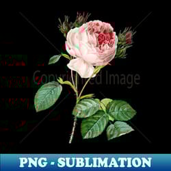 vintage centifolia rose botanical illustration - elegant sublimation png download