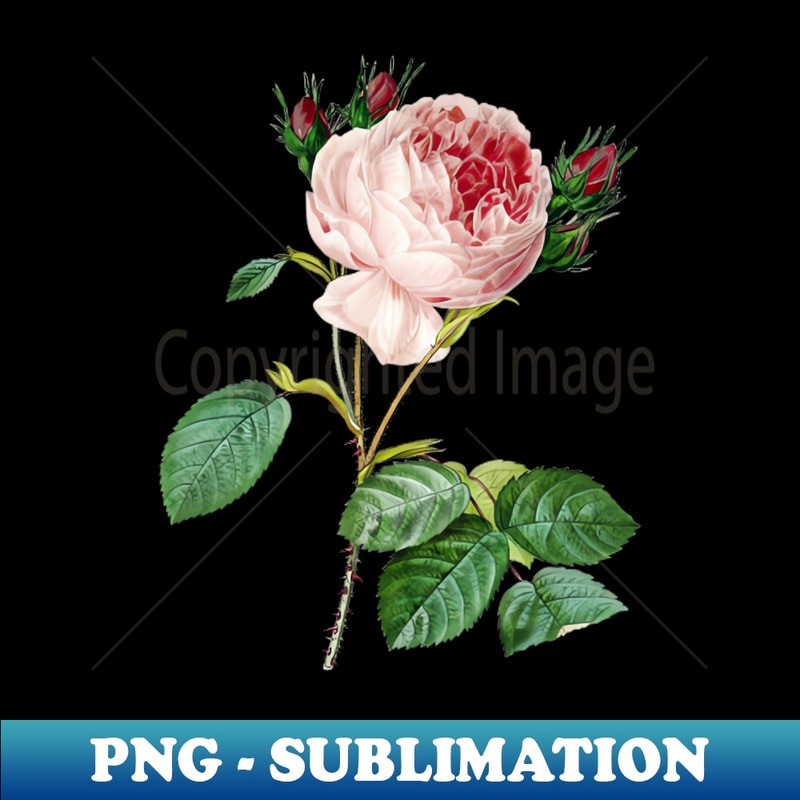 Vintage Centifolia Rose Botanical Illustration - Elegant Sublimation PNG Download