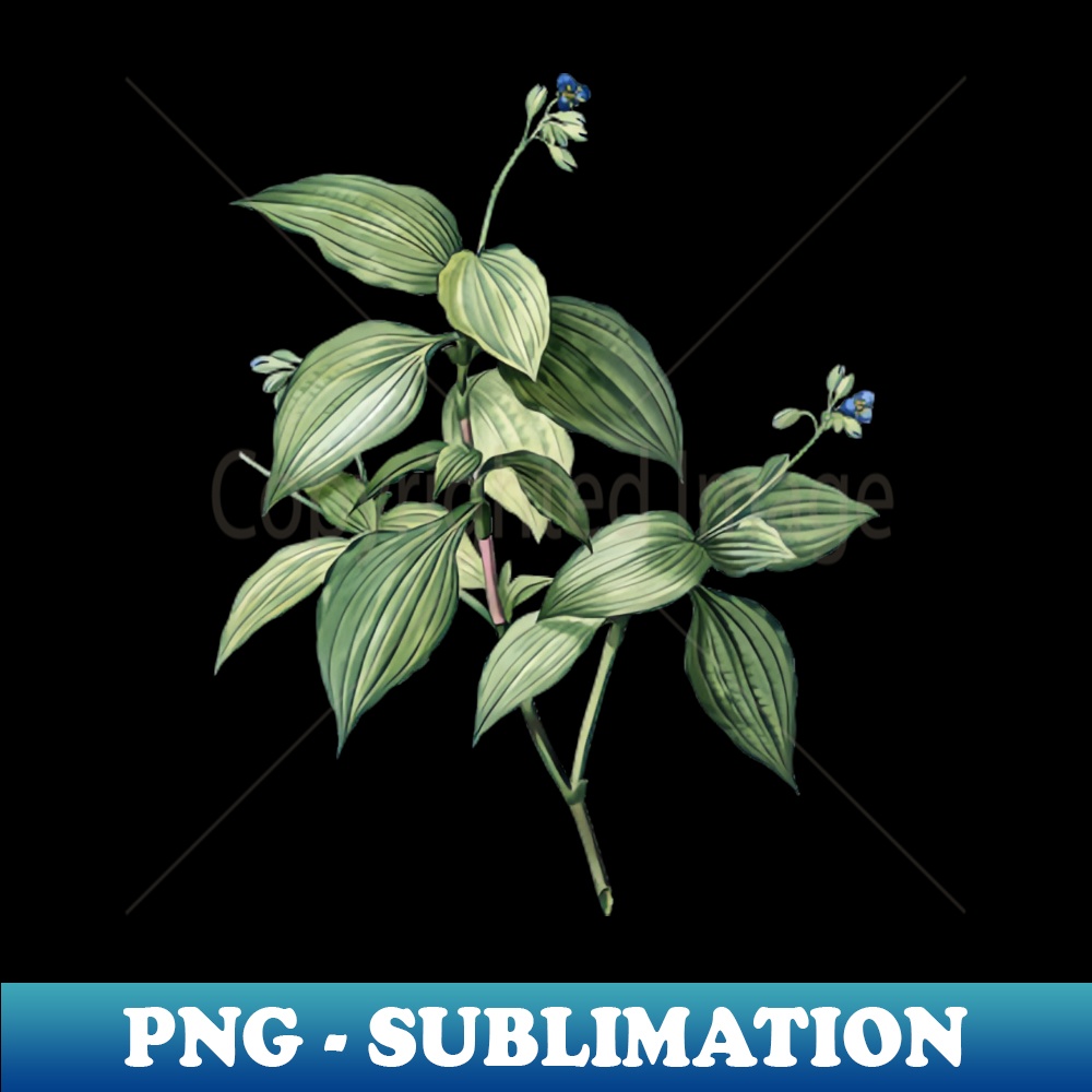 Vintage Tradescantia Erecta Botanical Illustration - Decorative Sublimation PNG File