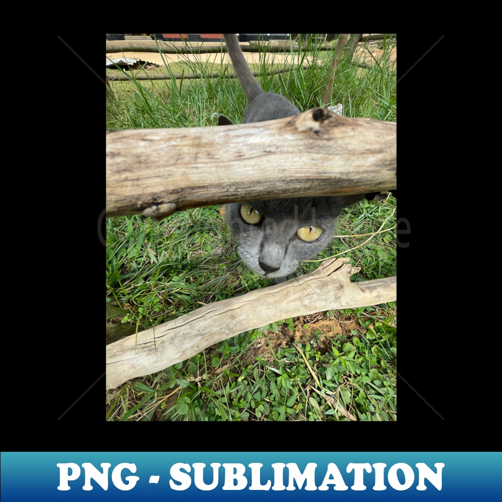 a grey African cat - Instant Sublimation Digital Download