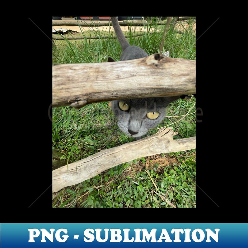 a grey African cat - Instant Sublimation Digital Download