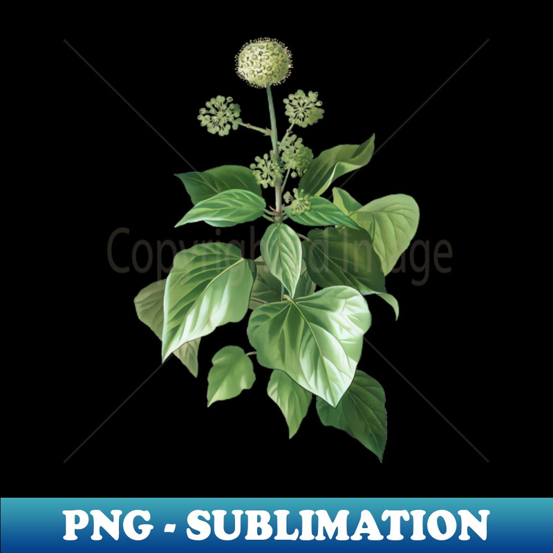 Vintage Common Ivy Botanical Illustration - Premium PNG Sublimation File