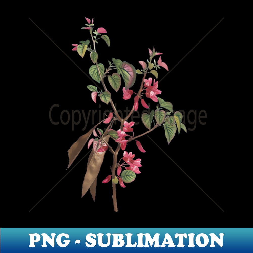 Vintage Blooming Judas Tree Botanical Illustration - Retro PNG Sublimation Digital Download
