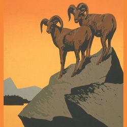 The National Parks Preserve Wild Life Sheep Animals Usa Vintage Poster Repro
