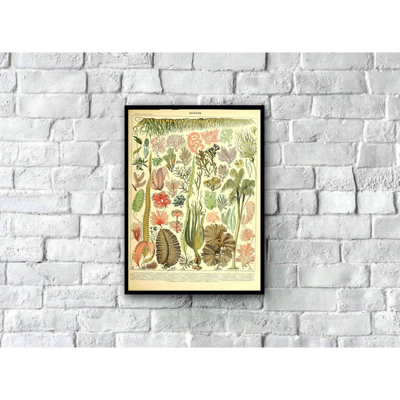 Vintage Illustration of Algae and Seaweed Poster, Algues Vintage Art Print, Botanical Illustration, Nautical Print, Seaweed Wall Art.jpg