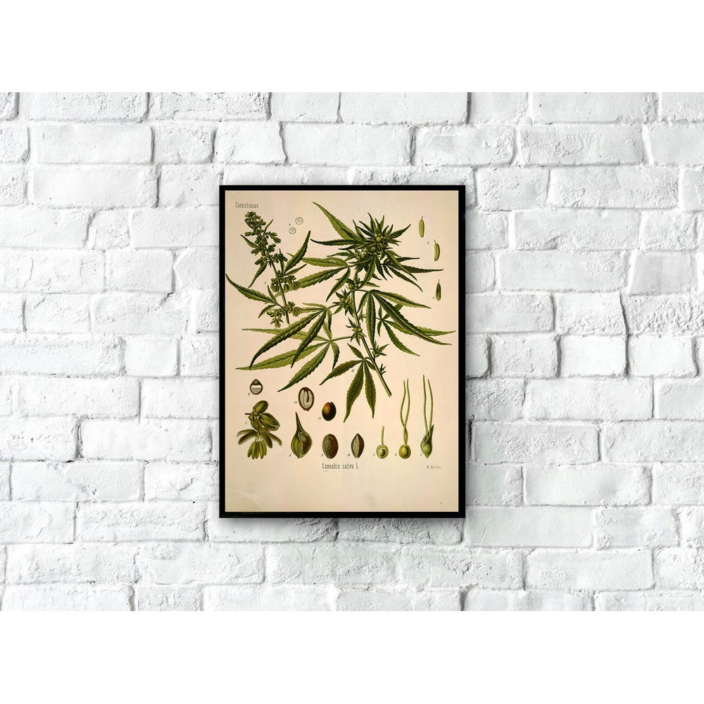 Vintage Marijuana Poster, Cannabis Sativa, Marijuana Leaf, marijuana Art, Botanical Art Print, Botanical Home Decor, Cannabis Poster Print.jpg