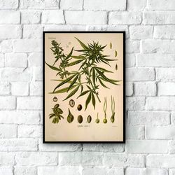 vintage marijuana poster, cannabis sativa, marijuana leaf, marijuana art, botanical art print, botanical home decor, can