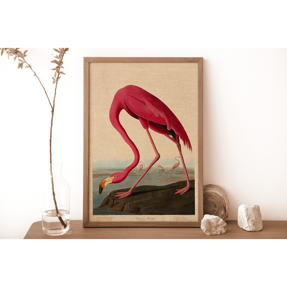 Vintage American Flamingo Art Print, Antique Bird Illustration, Pink Flamingo Art Print, Retro Flamingo Art Print, Original John Audubon Art.jpg