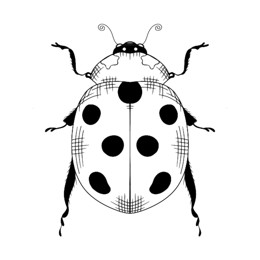 Lady bug bird.png