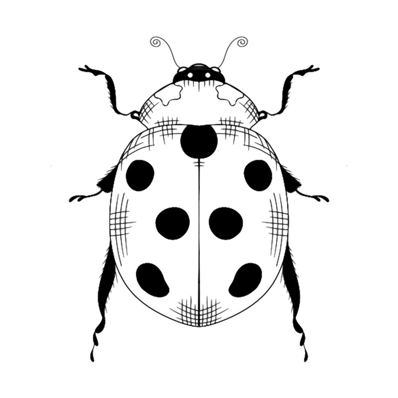 Lady bug bird.png