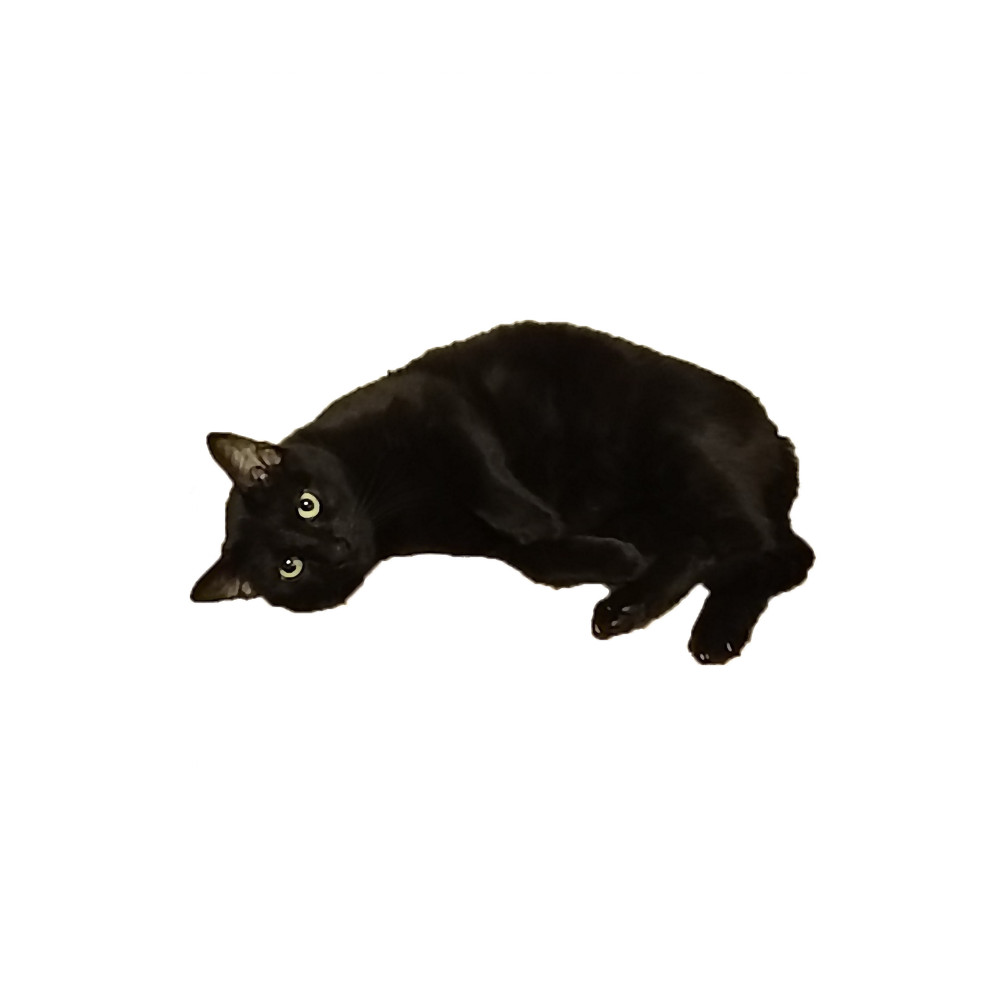 Black Cat.png