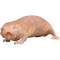 Mole Rat.png