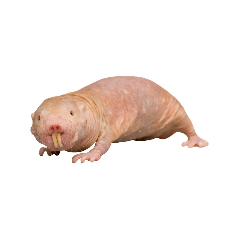 Mole Rat.png
