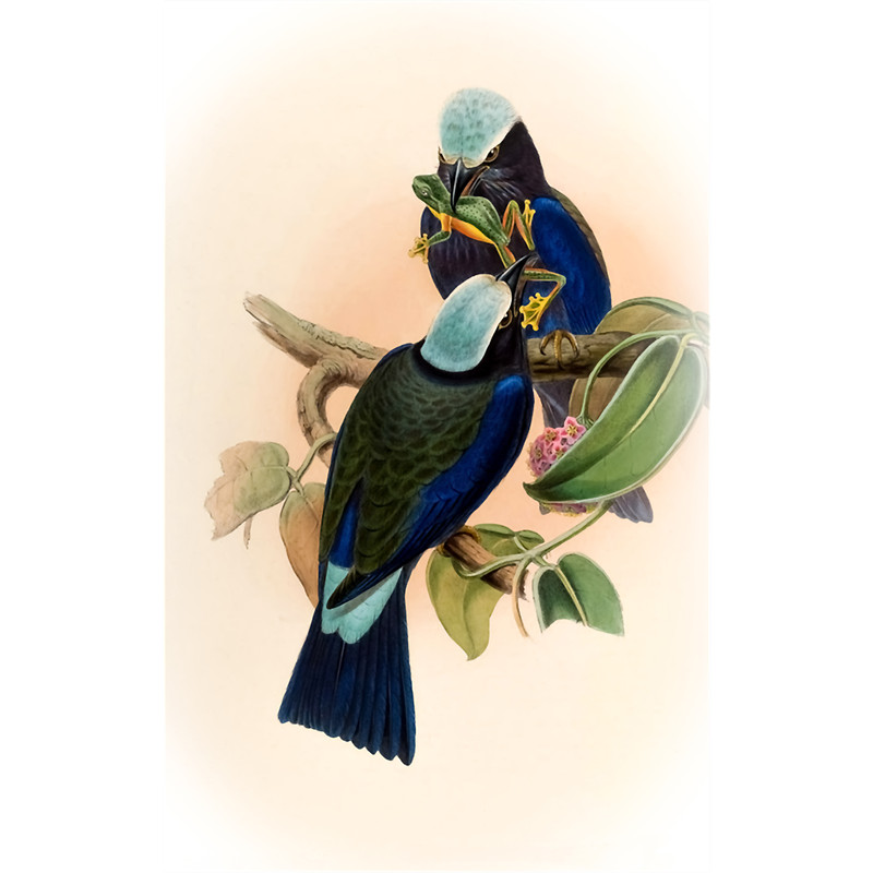 ILLUSTATION OF THE PURPLE WINGED ROLLER.png