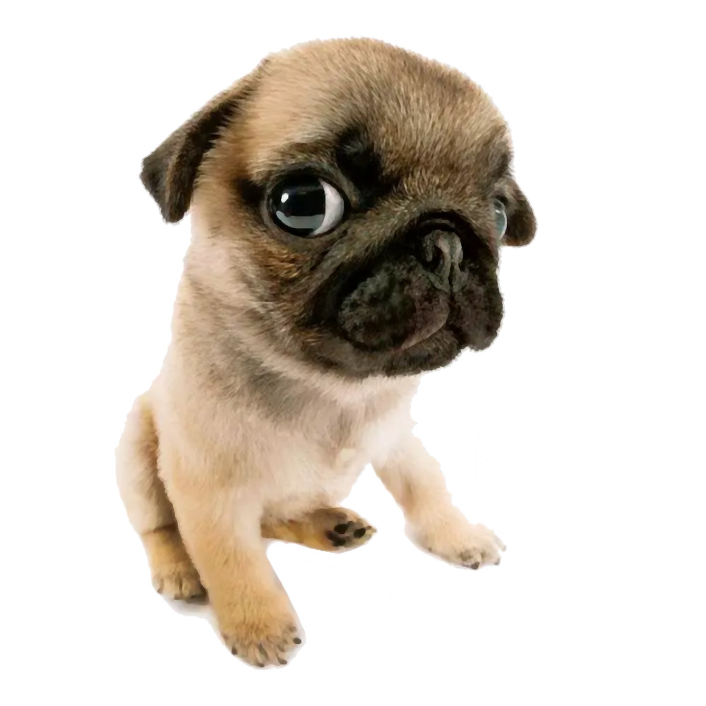 Pug .5.png