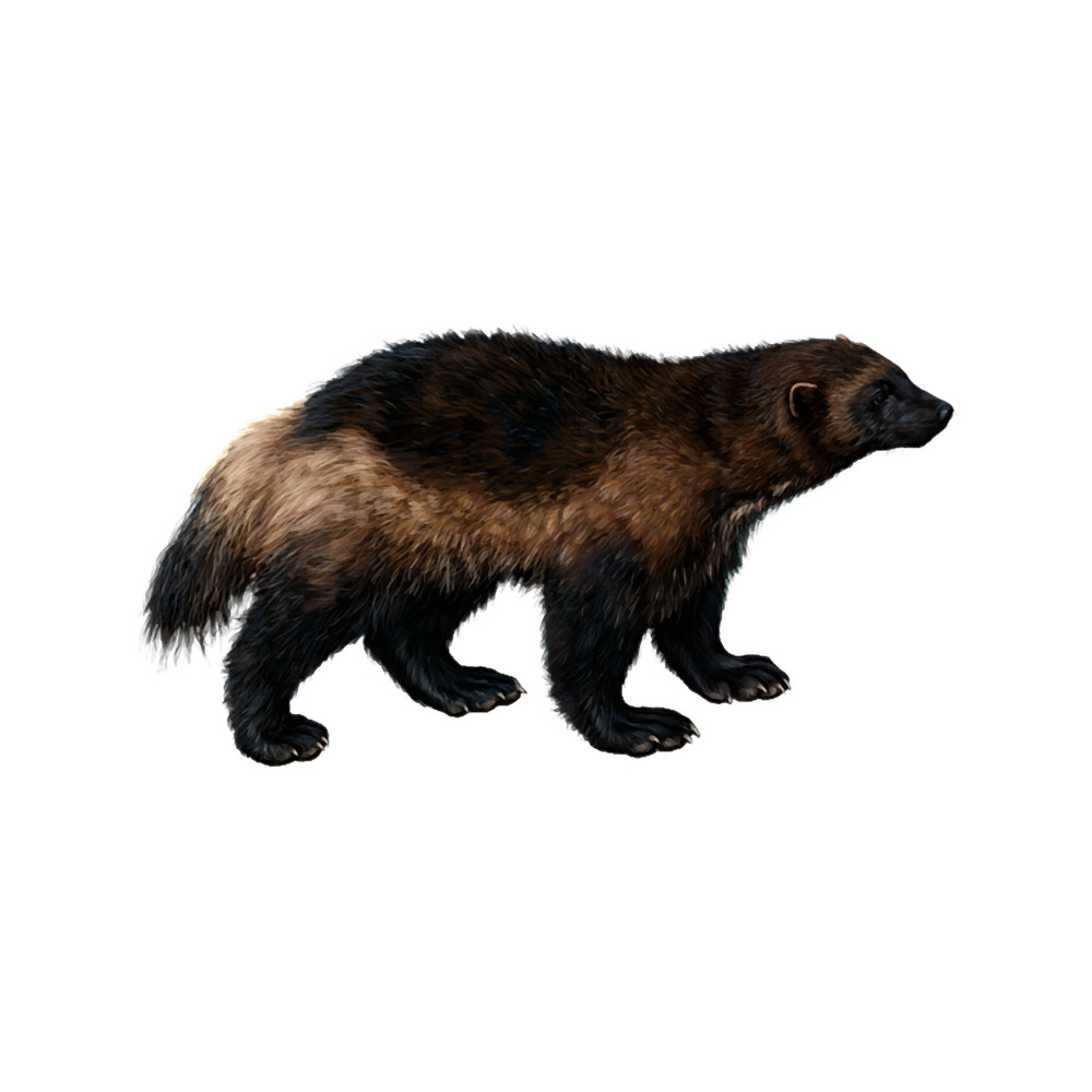 Wolverine (Gulo gulo) .png
