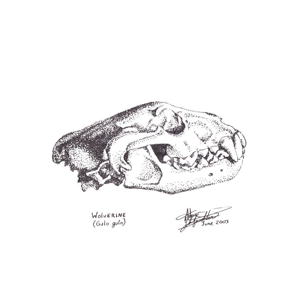 Wolverine (Gulo gulo)(1).png