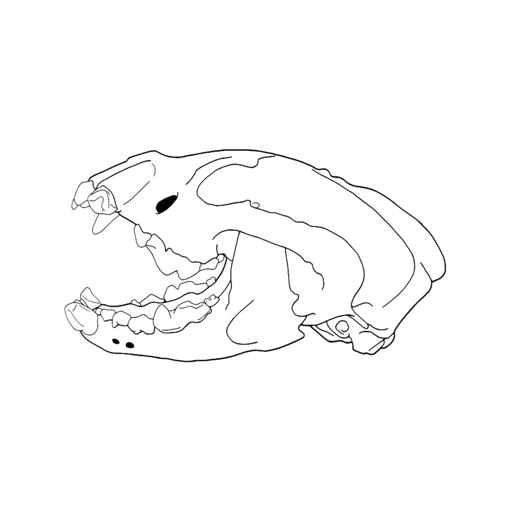 Wolverine Skull transparent drawing line-art .png