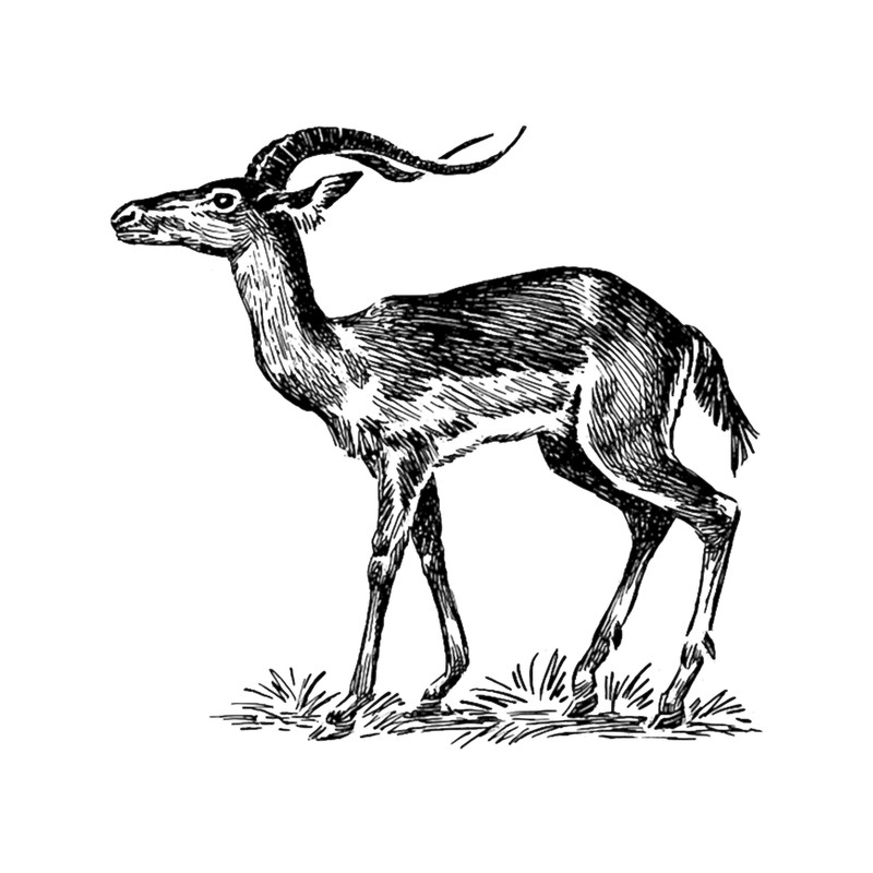 impala rainbow black.png