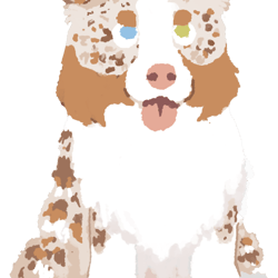 chibi red merle australian shepherd
