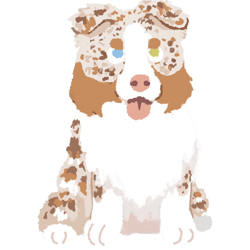 Chibi RED MERLE AUSTRALIAN SHEPHERD  .png