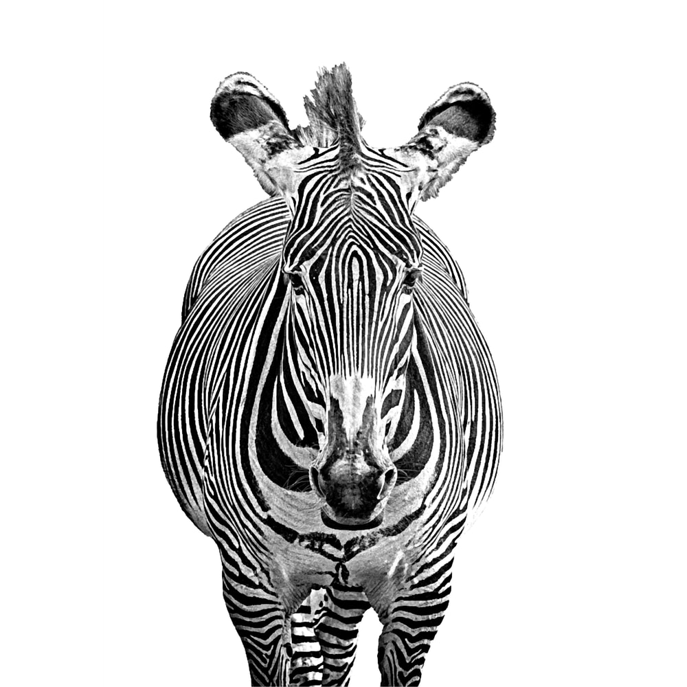 Zebra in Monochrome from the Front Long .png