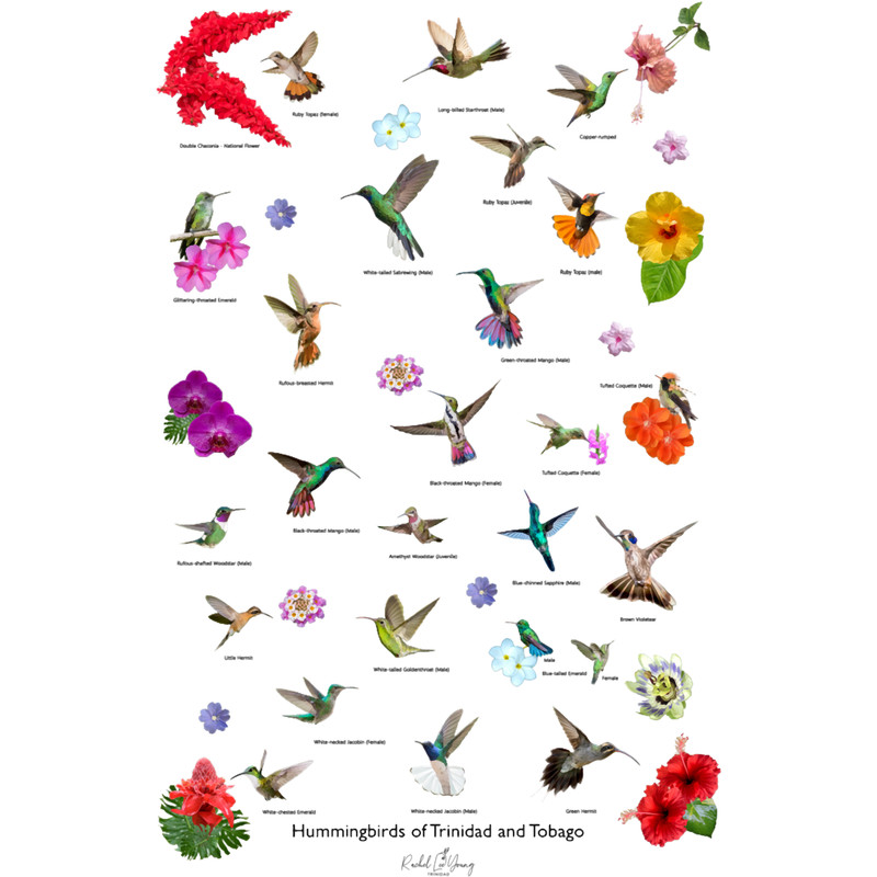 Hummingbirds of Trinidad and Tobago.png