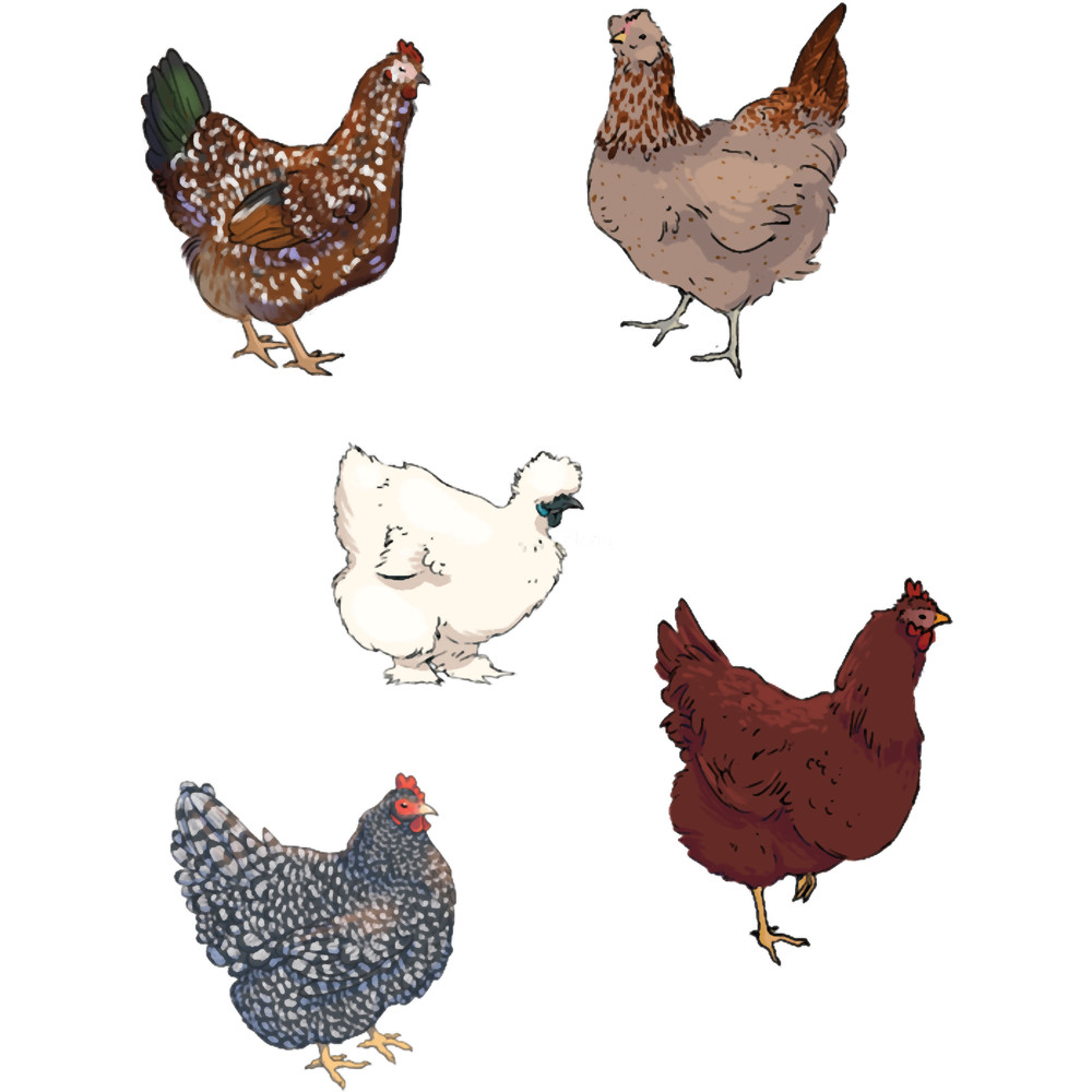 ChickenSet.png