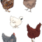 ChickenSet.png
