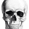 Skull.png