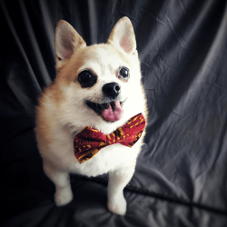 wizard gryffindor puppy pomeranian magician with bowtie